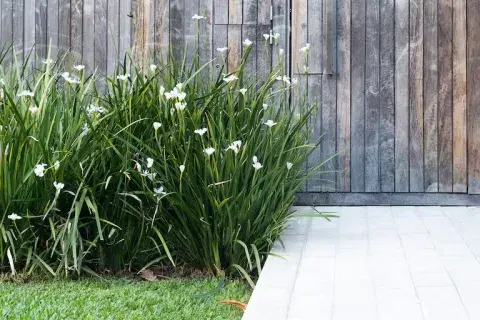 Dietes grandiflora es fácil de mantener y resuelve muchos problemas de diseño Dietes grandiflora es fácil de mantener y resuelve muchos problemas de diseño