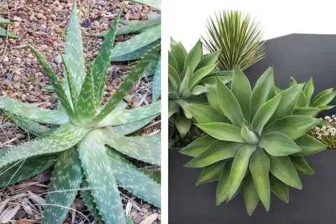 Aloe maculata y Agave attenuata, dos imprescindibles de los jardines de suculentas Aloe maculata y Agave attenuata, dos imprescindibles de los jardines de suculentas