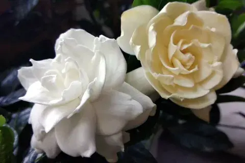 gardenia para el balcon