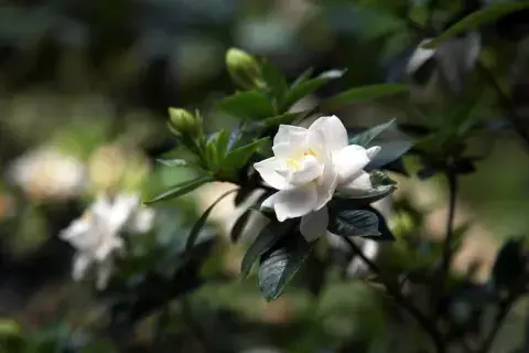 gardenia para el balcon gardenia para el balcon