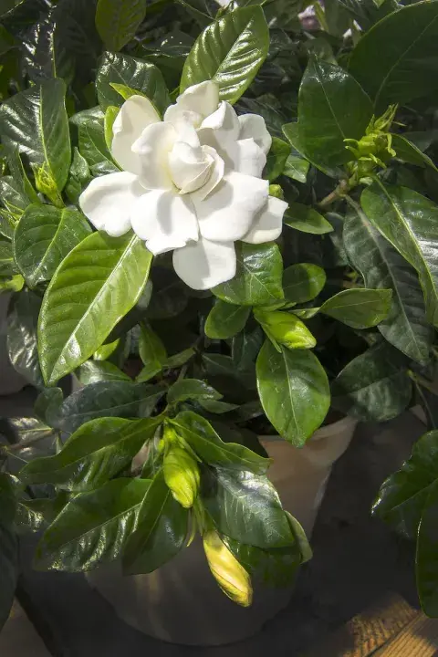 gardenia para el balcon gardenia para el balcon