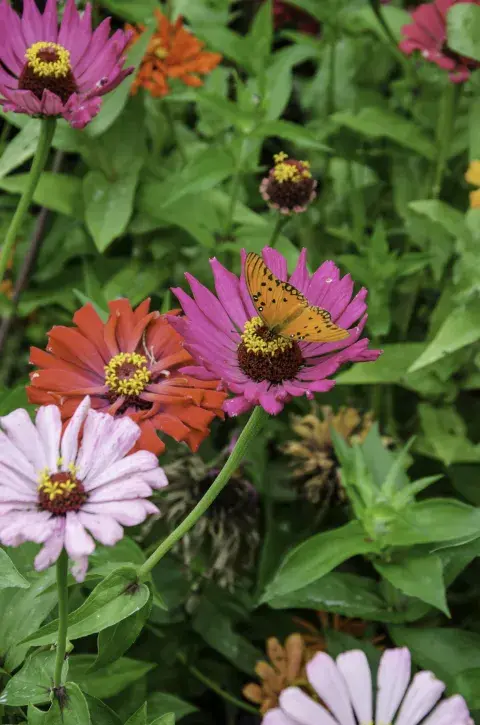 zinnias flores zinnias flores