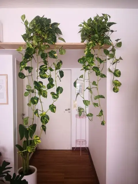 Plantas en un monoambiente sobre el marco de la puerta