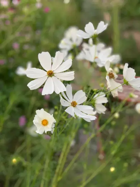cosmos flor cosmos flor