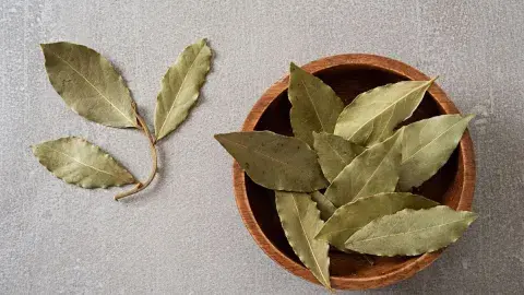 Hojas de laurel. Hojas de laurel.