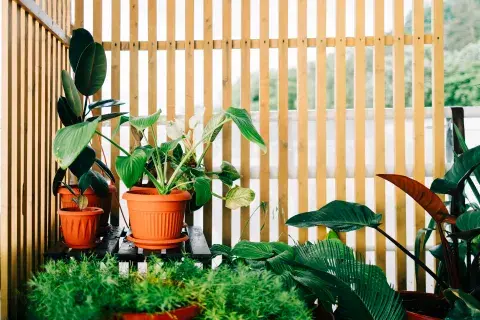Foto de patio exterior con plantas. Foto de patio exterior con plantas.
