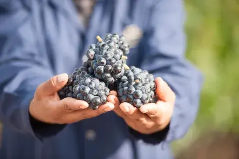 uvas pinot noir uvas pinot noir
