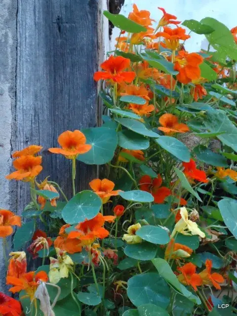 Cinco plantas que se siembran en septiembre y florecen en primavera: la guía para empezar ahora Cinco plantas que se siembran en septiembre y florecen en primavera: la guía para empezar ahora