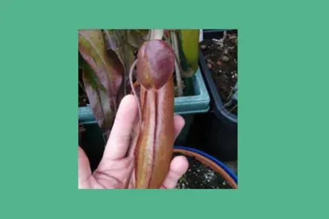 Nephentes
