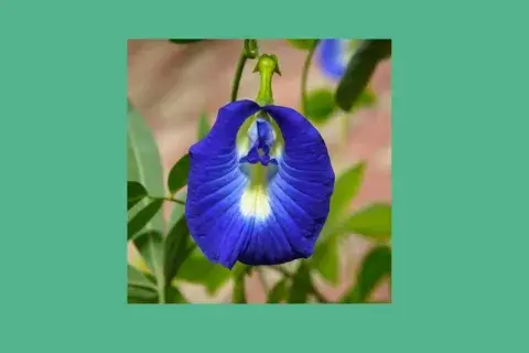 Clitoria ternatea 