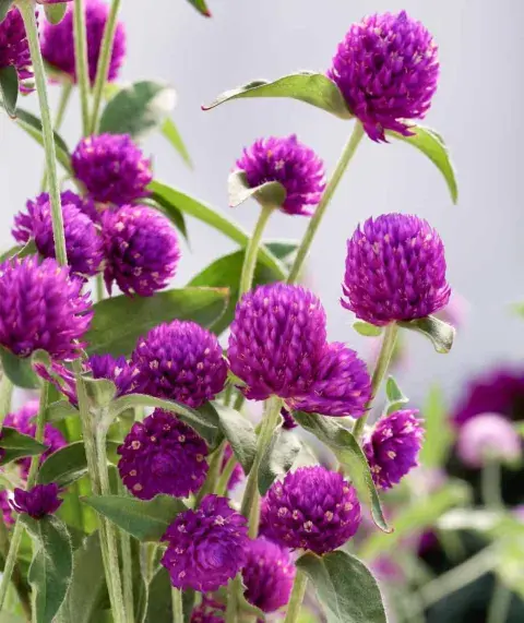 Foto de gomphrena. Foto de gomphrena.