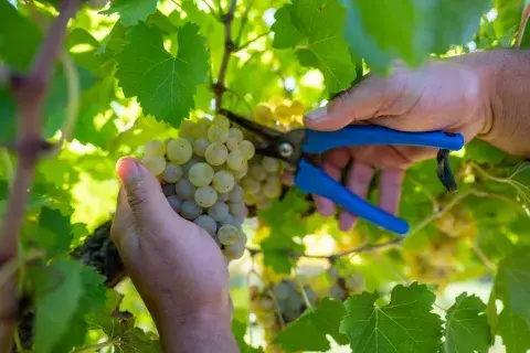 uvas blancas uvas blancas