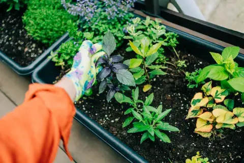 Foto de plantas. Foto de plantas.