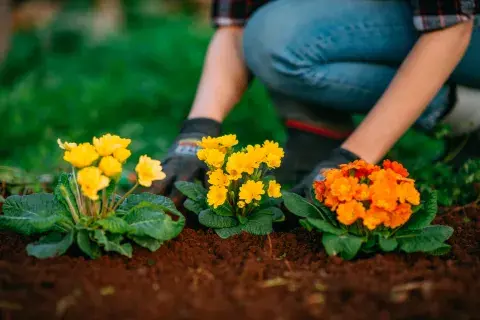Foto de flores. Foto de flores.