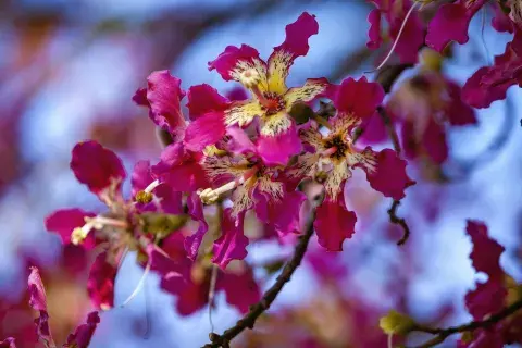 flor del palo borracho