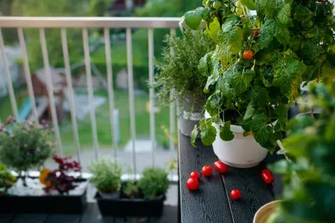huerta en casa