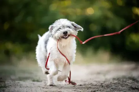 perro paseando