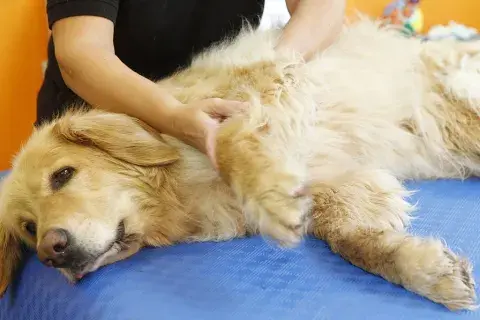 mascotas mascotas