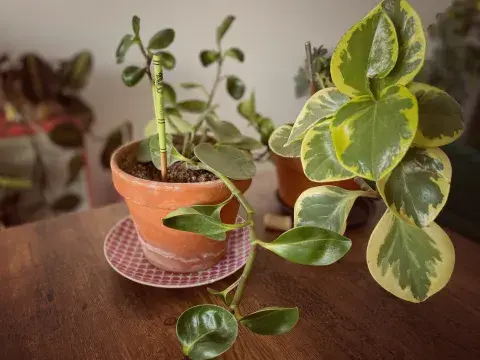 peperomia peperomia