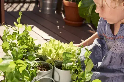 huerta en casa