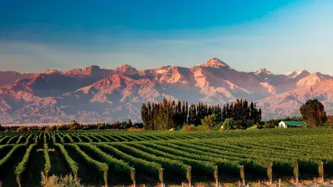 Mendoza, viñedo y paisaje montañoso detrás. Mendoza, viñedo y paisaje montañoso detrás.