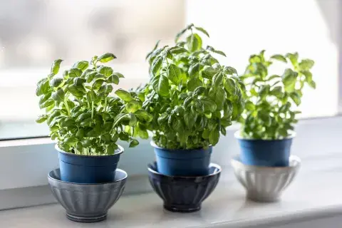 Plantas aromáticas en maceta: cuáles elegir, cómo cuidarlas y dónde ubicarlas Plantas aromáticas en maceta: cuáles elegir, cómo cuidarlas y dónde ubicarlas