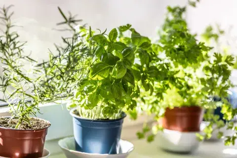 Foto de plantas aromáticas. Foto de plantas aromáticas.