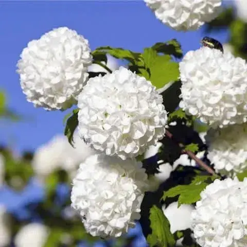 viburno planta primavera viburno planta primavera