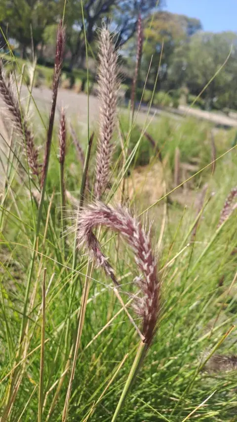 gramineas