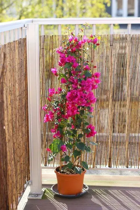 Flores de primavera: los colores que levantan el ánimo y transforman cualquier rincón