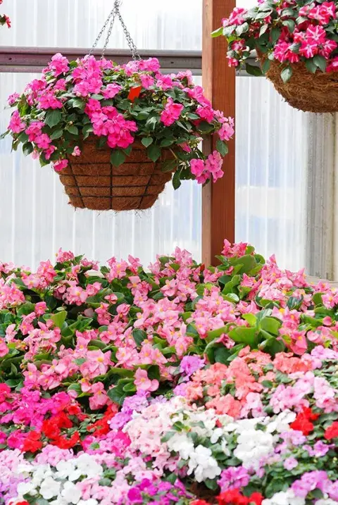 Las alegrías del hogar son blancas, rojas, fucsias y rosas en un blancón