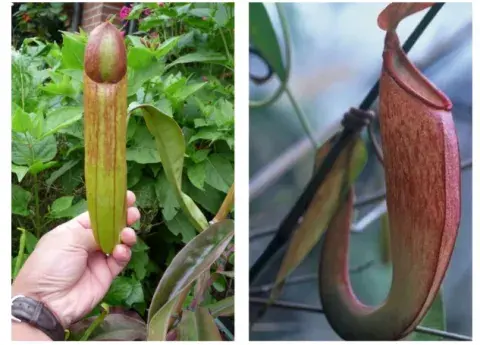 Nepenthes holdenii y Nepenthes bocorensis