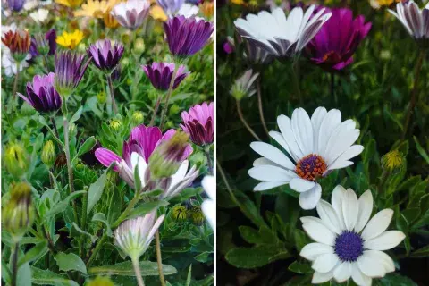 flores margaritas colores flores margaritas colores