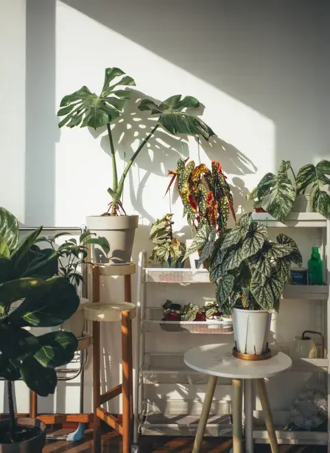 Foto de plantas. Foto de plantas.