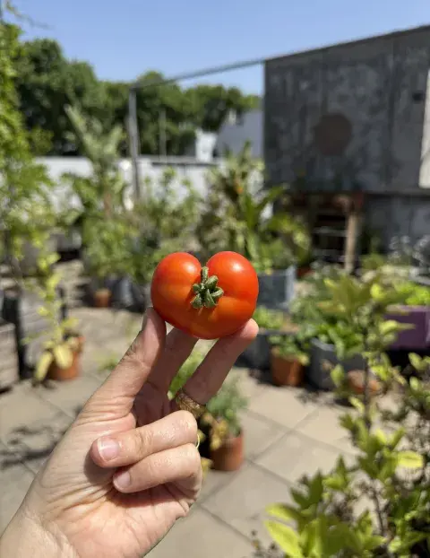 tomate huerta