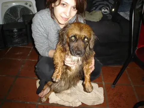 La aplicación para mascotas de Daniela Elia- Firulapp La aplicación para mascotas de Daniela Elia- Firulapp