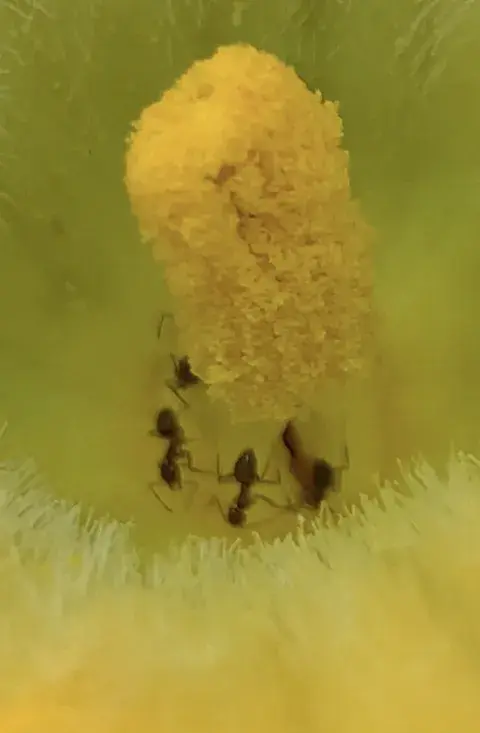 hormiga come plantas hormiga come plantas