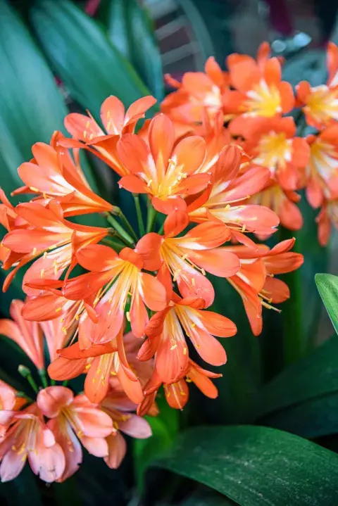 clivia clivia