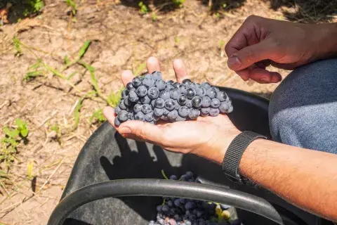 ruta del vino tannat en entre rios ruta del vino tannat en entre rios