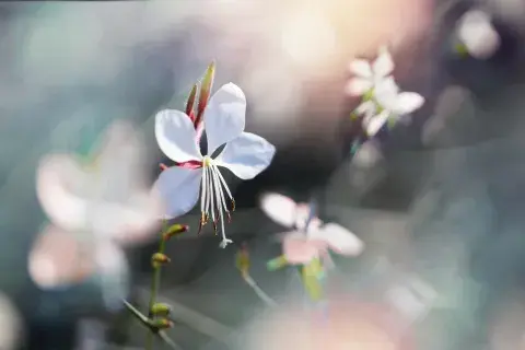 Gaura lindheimeri (gaura) Gaura lindheimeri (gaura)