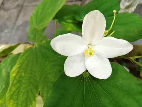 Bauhinia forficata (pezuña de vaca) Bauhinia forficata (pezuña de vaca)