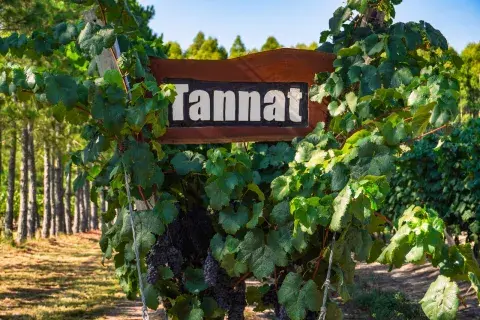 ruta del vino tannat en entre rios ruta del vino tannat en entre rios
