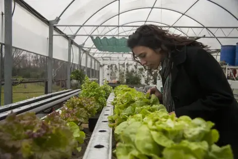 Las lechugas enormes y carnosas del vivero Villa Mónica