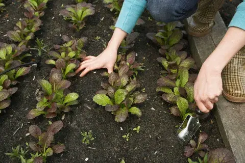 Unos días antes de la fecha de la siembra que elegiste para plantar, prepará tus cajones si vas a hacer plantines o alistá tus canteros en el suelo directo Unos días antes de la fecha de la siembra que elegiste para plantar, prepará tus cajones si vas a hacer plantines o alistá tus canteros en el suelo directo