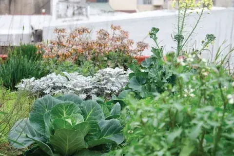 Además, podés armar una huerta con tus plantas preferidas Además, podés armar una huerta con tus plantas preferidas