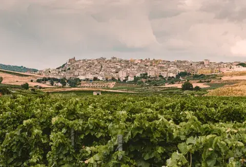 En Sambuca, Sicilia, se destacan los beneficios económicos de las comunidades rurales. En Sambuca, Sicilia, se destacan los beneficios económicos de las comunidades rurales.
