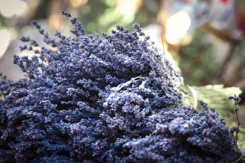 Si querés ver los campos de lavanda florecidos, lo ideal es viajar entre mediados de junio y agosto.