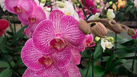 La phalaenopsis es uno de los ejemplares más lindos y fáciles de cuidar La phalaenopsis es uno de los ejemplares más lindos y fáciles de cuidar