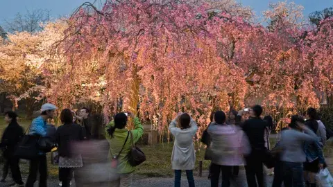 Cerezos en flor, todo un espectáculo