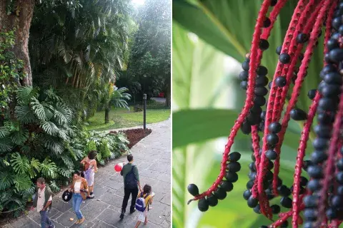 Las palmeras y sus frutos Las palmeras y sus frutos